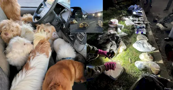 Imagens de animais supostamente recuperados de Lynn Leonard