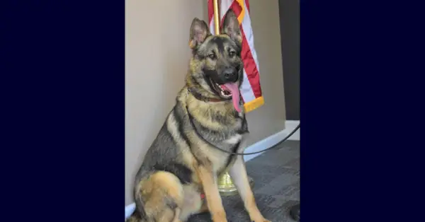 K9 Horus